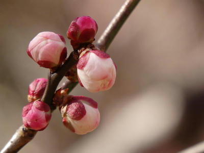 相模原北公園の梅：2017年2月13日