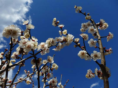 相模原北公園の梅：2017年2月13日