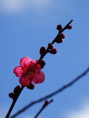 相模原北公園の梅：2017年2月13日