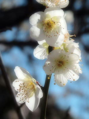 相模原北公園の梅：2017年2月13日