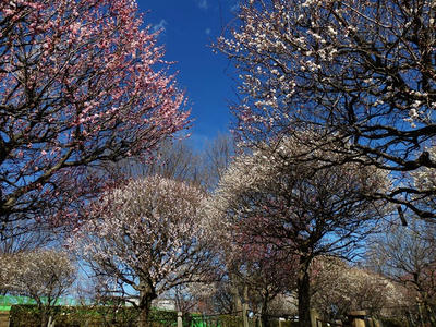 相模原北公園の梅：2017年2月13日