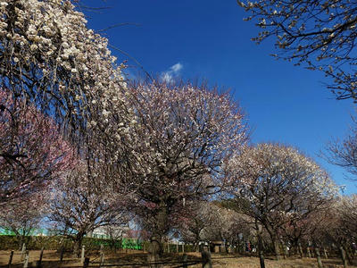相模原北公園の梅：2017年2月13日