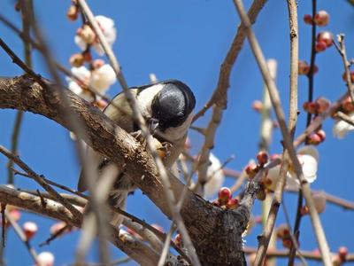 相模原北公園の梅とシジュウカラ：2017年2月13日