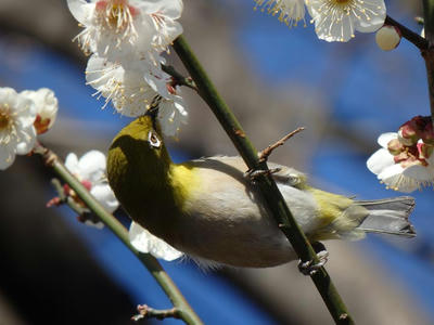 相模原北公園の梅とメジロ：2017年2月13日