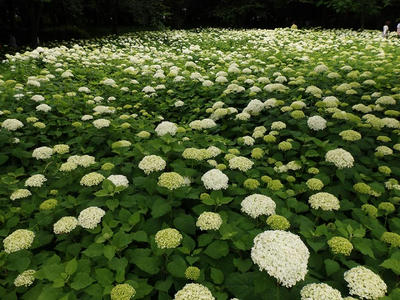 相模原北公園のアジサイ：2017年6月18日