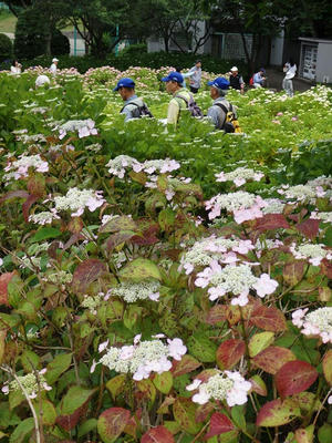 相模原北公園のアジサイ：2017年6月18日
