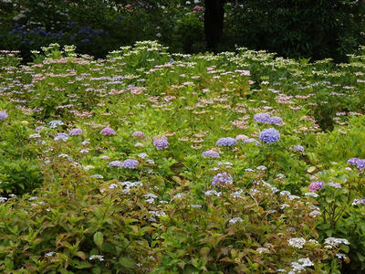 相模原北公園のアジサイ：2017年6月18日