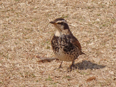 相模原北公園のツグミ：2018年2月24日