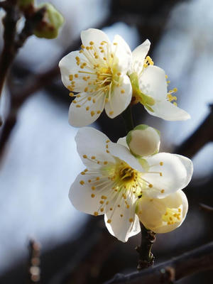 相模原北公園の梅：2018年2月24日