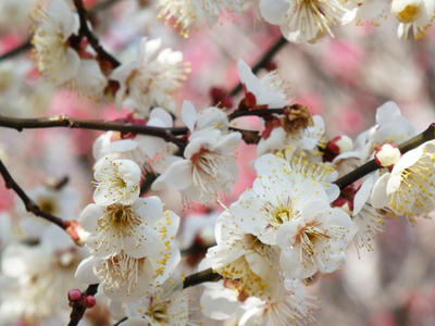 相模原北公園の梅：2018年2月24日