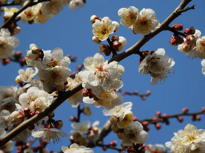 相模原北公園の梅：2018年2月24日