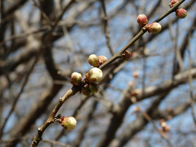 相模原北公園の梅：2018年2月24日
