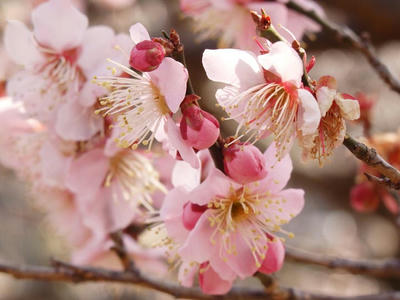 相模原北公園の梅：2018年2月24日