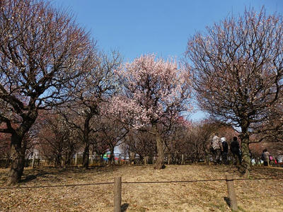相模原北公園の梅：2018年2月24日