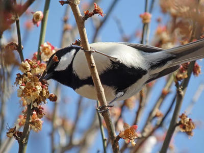 相模原北公園のシジュウカラ：2018年3月17日