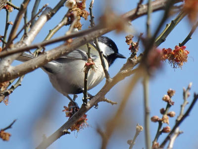 相模原北公園のシジュウカラ：2018年3月17日