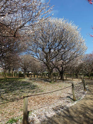 相模原北公園の梅：2018年3月17日