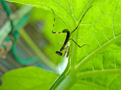 カマキリの幼体