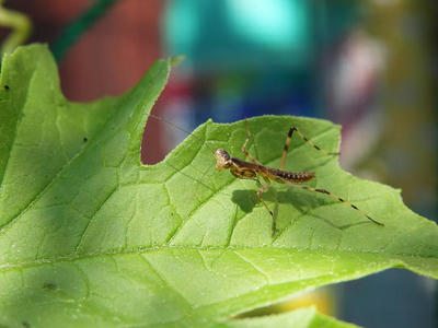 カマキリの幼体