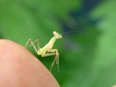カマキリの幼体