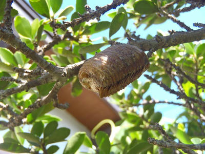 ハラビロカマキリのタマゴ？