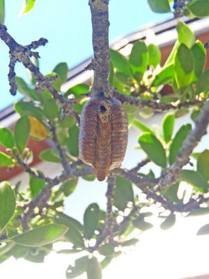 ハラビロカマキリのタマゴ？