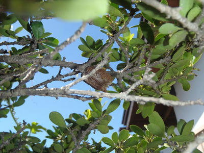 ハラビロカマキリのタマゴ？