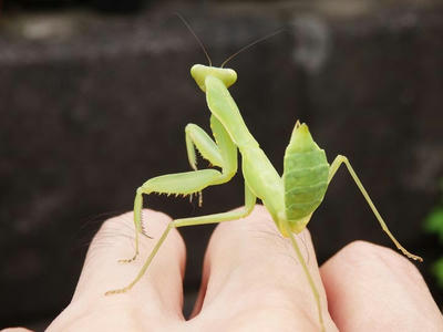 ハラビロカマキリの幼体