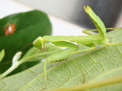 ハラビロカマキリの幼体