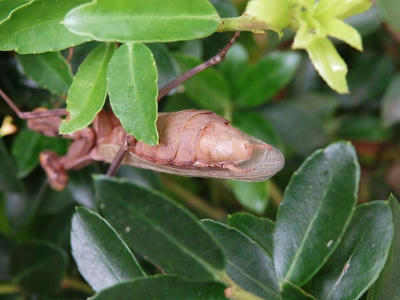 ハラビロカマキリ茶色　脱皮から少し経った