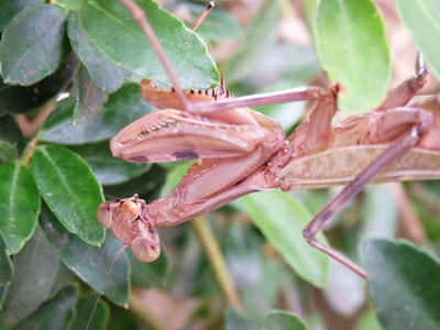 ハラビロカマキリ茶色　脱皮から少し経った
