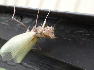 ハラビロカマキリ茶色　脱皮したて