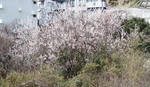 学校付近の桜