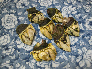 IMG_0535-600.JPG