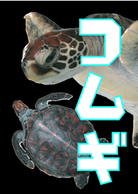 koicha.png