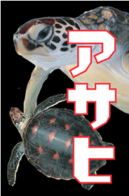 asahi.png