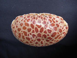 R0018949-600.JPG
