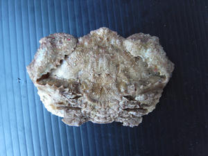 R0019119-600.JPG