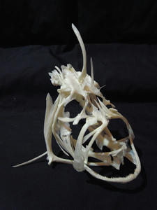 R1051997-600.JPG