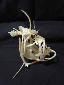 R1051996-600.JPG