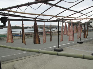 IMG_0274-600.JPG