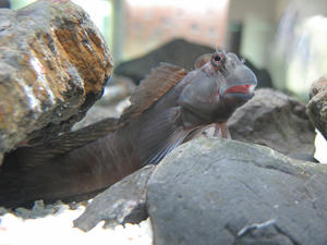 IMG_0252-600.JPG