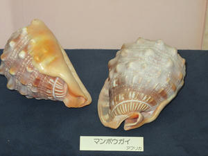 IMG_4781-600.JPG