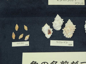 IMG_4783-600.JPG