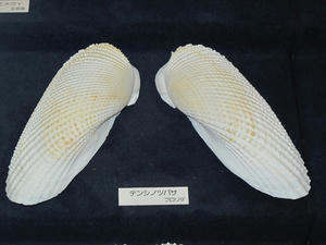 IMG_4788-600.JPG