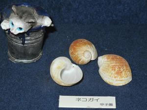 IMG_4799-600.JPG