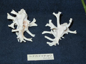 IMG_4801-600.JPG