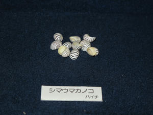 IMG_4802-600.JPG