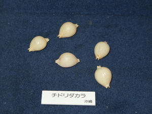 IMG_4804-600.JPG