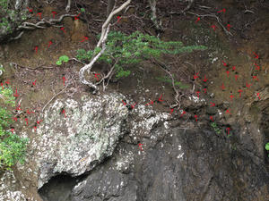IMG_7989-600-----.JPG